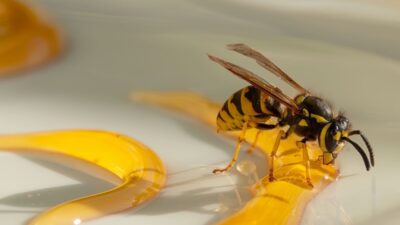 What-smell-do-wasps-hate-