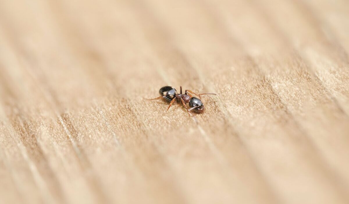 how-to-get-rid-of-ants-in-kitchen