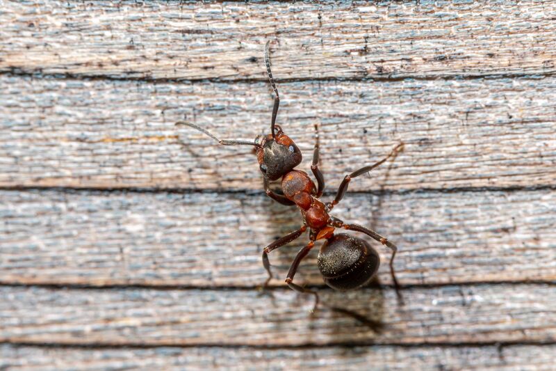how-to-get-rid-of-ants-in-kitchen