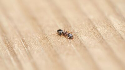 how-to-get-rid-of-ants-in-kitchen
