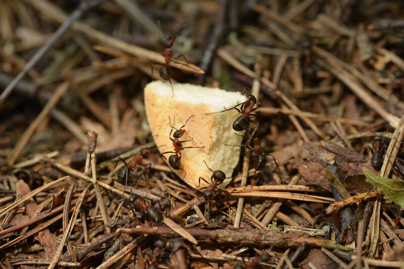 how-to-get-rid-of-ants-in-the-house