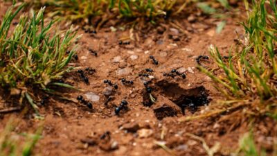 how-to-get-rid-of-ants-in-the-house