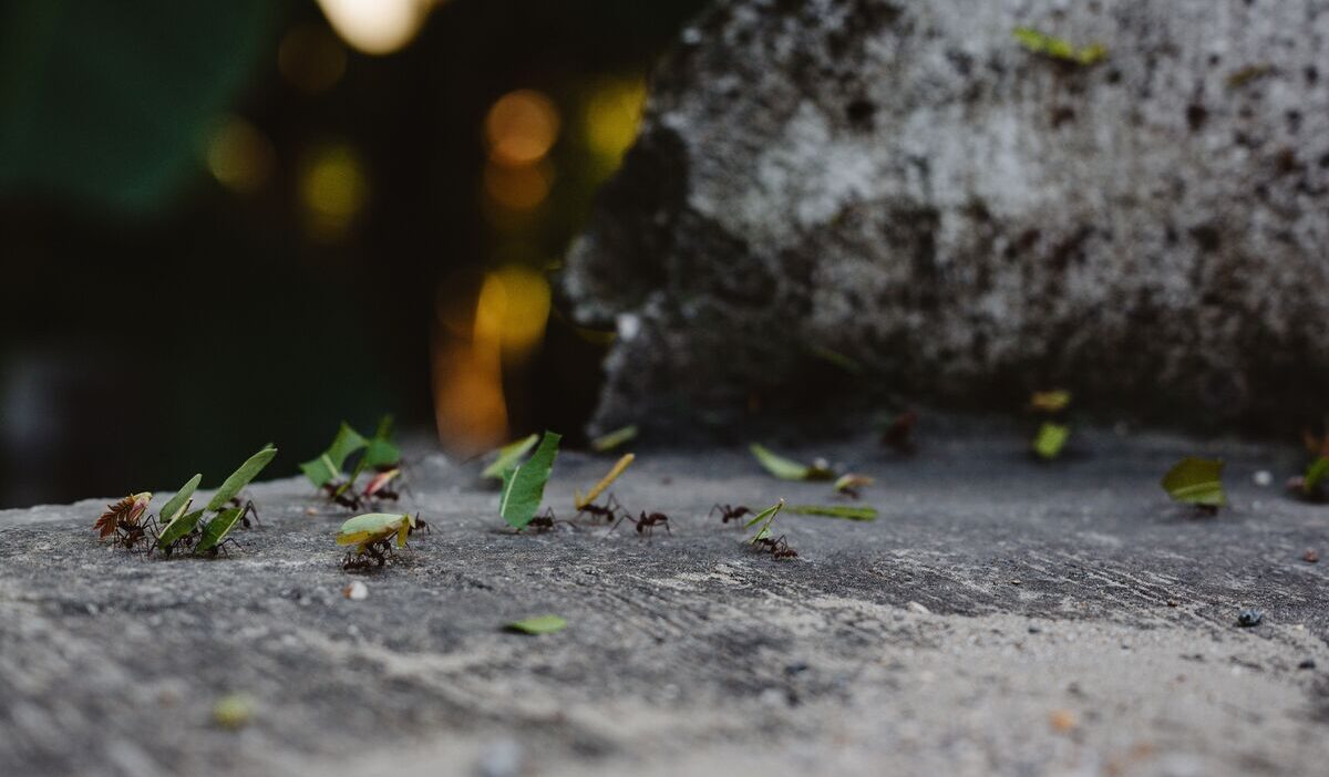 how-to-get-rid-of-ants-permanently