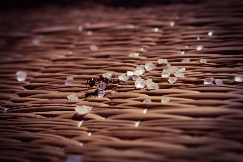 how-to-get-rid-of-ants-permanently