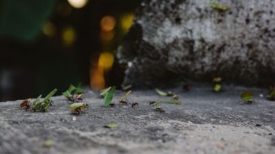 how-to-get-rid-of-ants-permanently