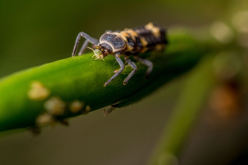 how-to-get-rid-of-aphids-on-plants-