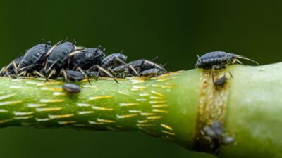 how-to-get-rid-of-aphids-naturally