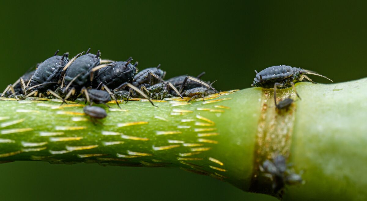 how-to-get-rid-of-aphids-naturally