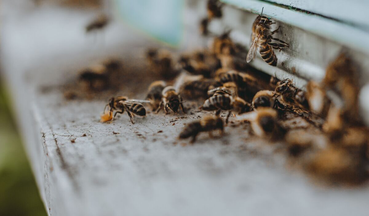 how-to-get-rid-of-wood-bees