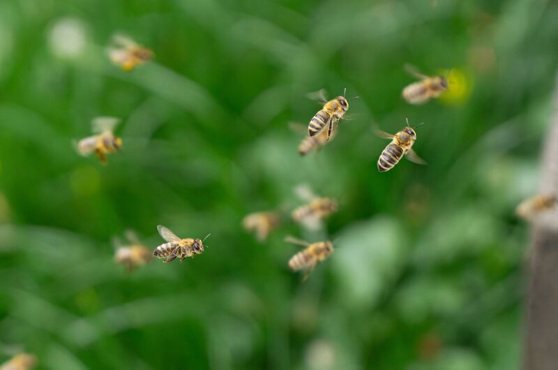 how-to-get-rid-of-ground-bees