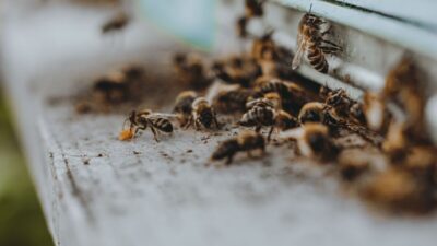 how-to-get-rid-of-wood-bees