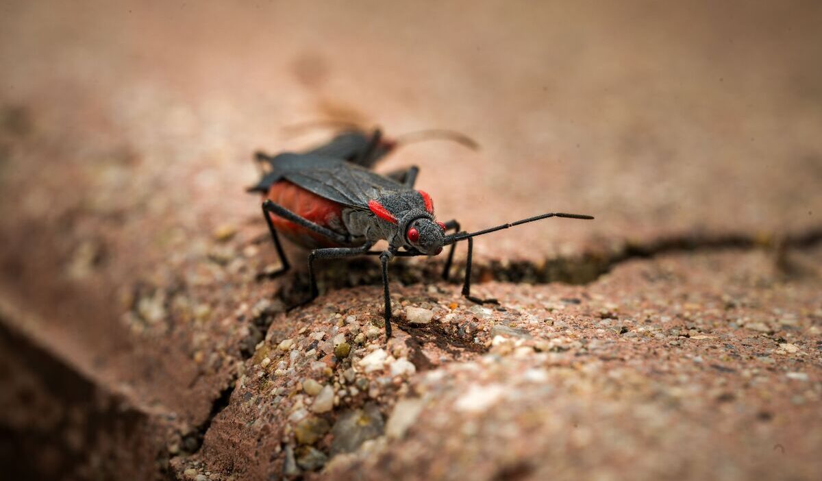 how-to-get-rid-of-boxelder-bugs-in-house