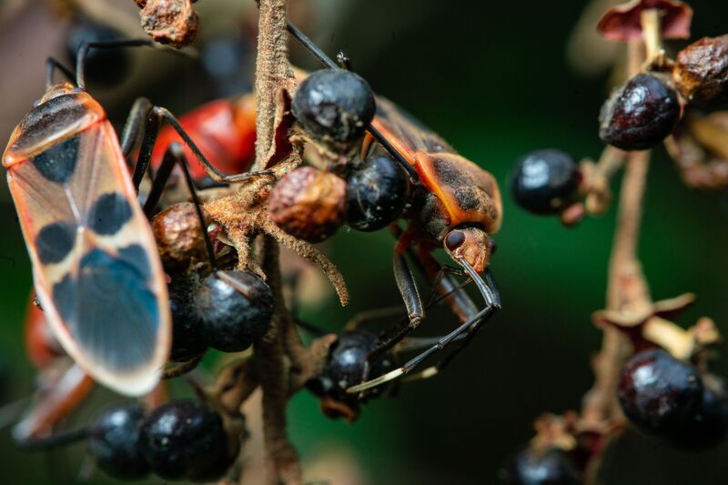 how-to-get-rid-of-boxelder-bugs-outside