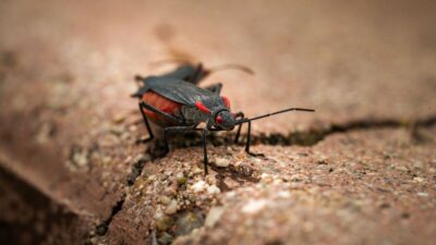 how-to-get-rid-of-boxelder-bugs-in-house