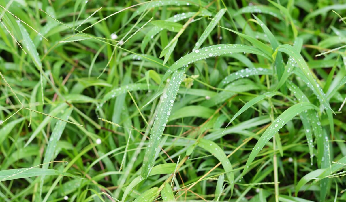 how-to-get-rid-of-crabgrass