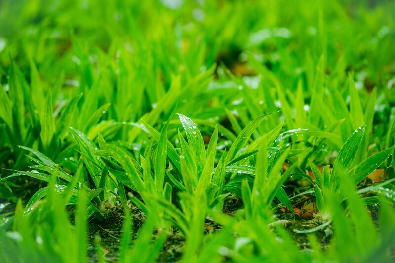 how-to-get-rid-of-crabgrass