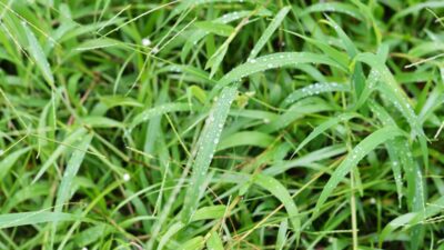 how-to-get-rid-of-crabgrass