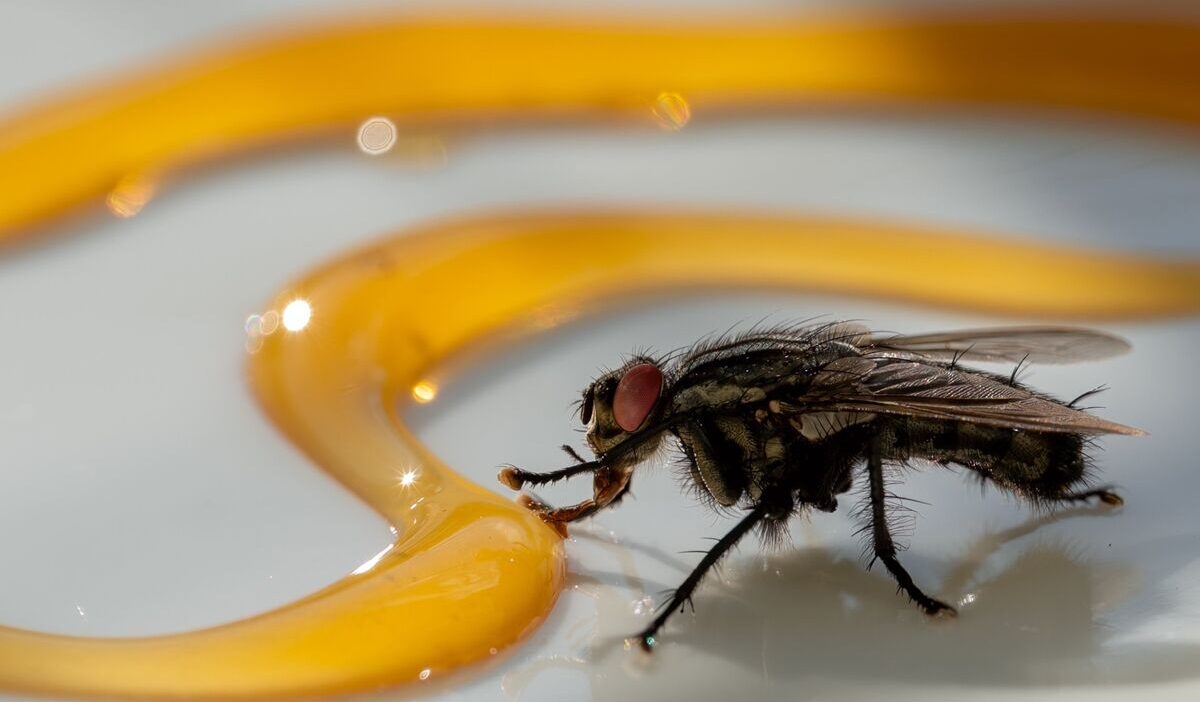 how-to-get-rid-of-flies-in-house