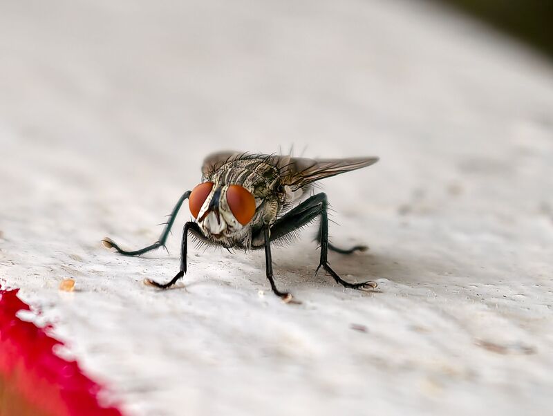 how-to-get-rid-of-flies-in-house