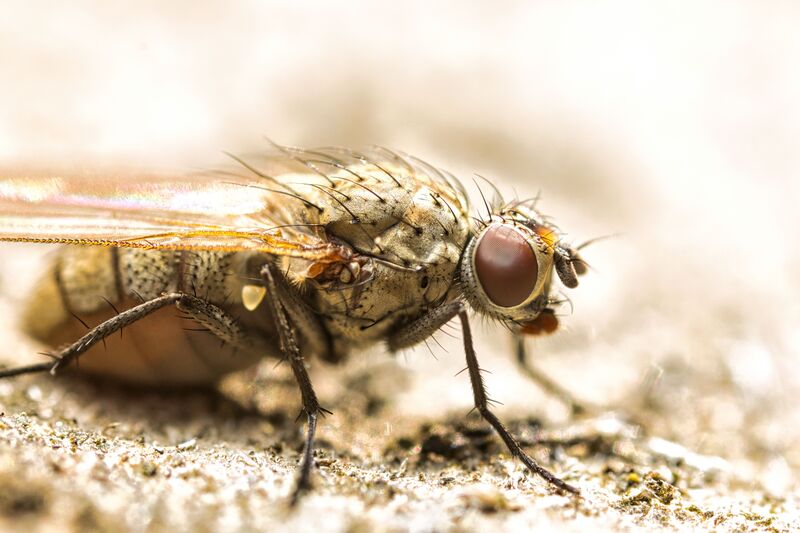 how-to-get-rid-of-fruit-flies-in-your-house
