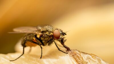 how-to-get-rid-of-fruit-flies-in-the-house