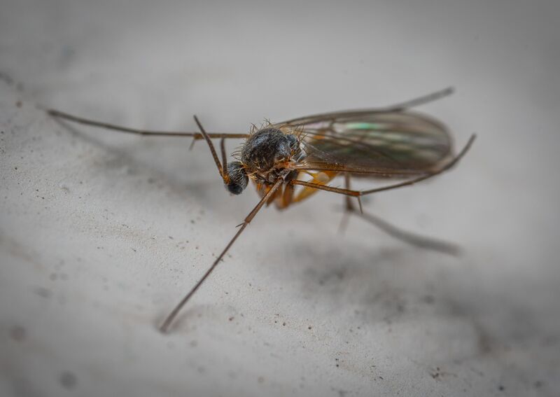 how-to-get-rid-of-fungus-gnats-in-plants