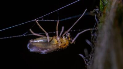 how-to-get-rid-of-fungus-gnats-in-house-