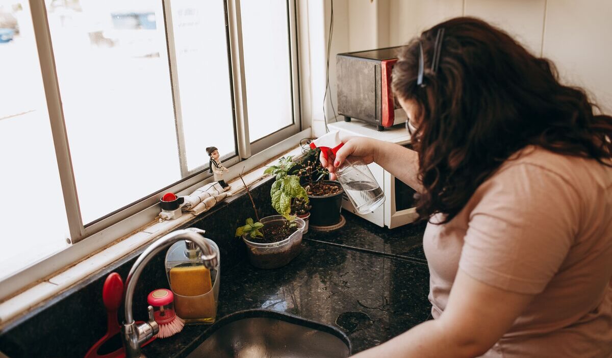 how-to-get-rid-of-gnats-in-the-house