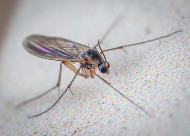 how-to-get-rid-of-gnats-in-the-house