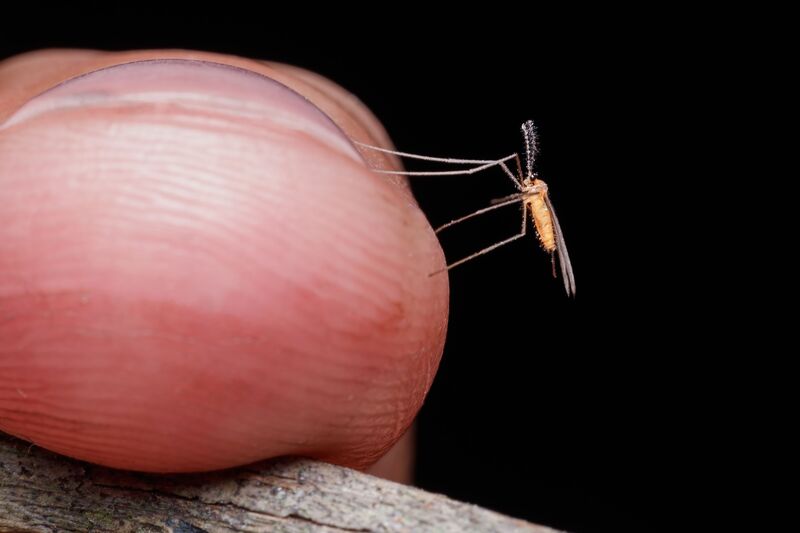 How to Get Rid of Gnats in the House Quickly
