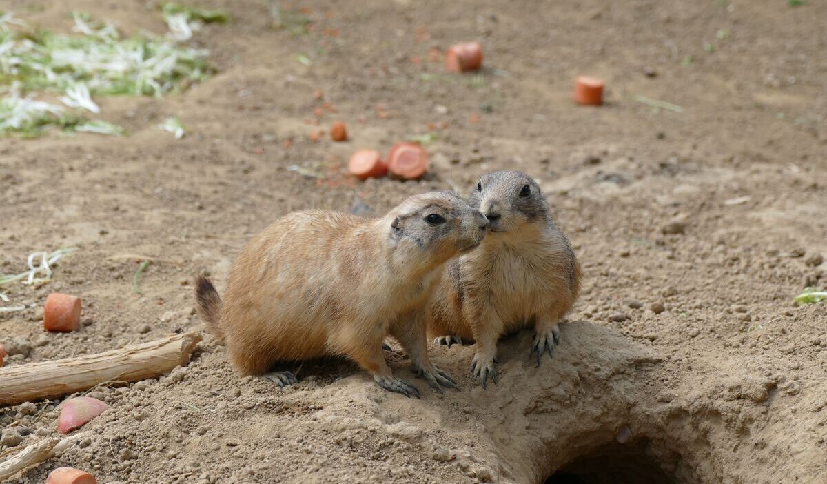 how-to-get-rid-of-gophers