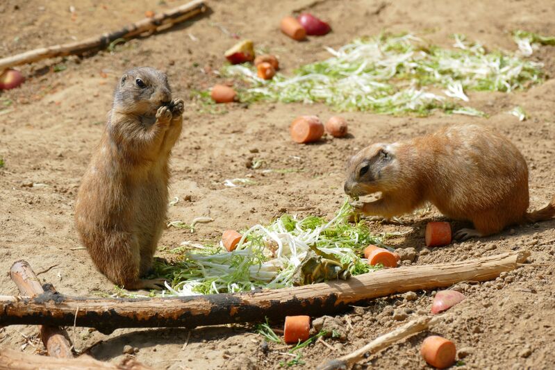 how-to-get-rid-of-gophers