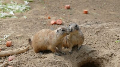 how-to-get-rid-of-gophers
