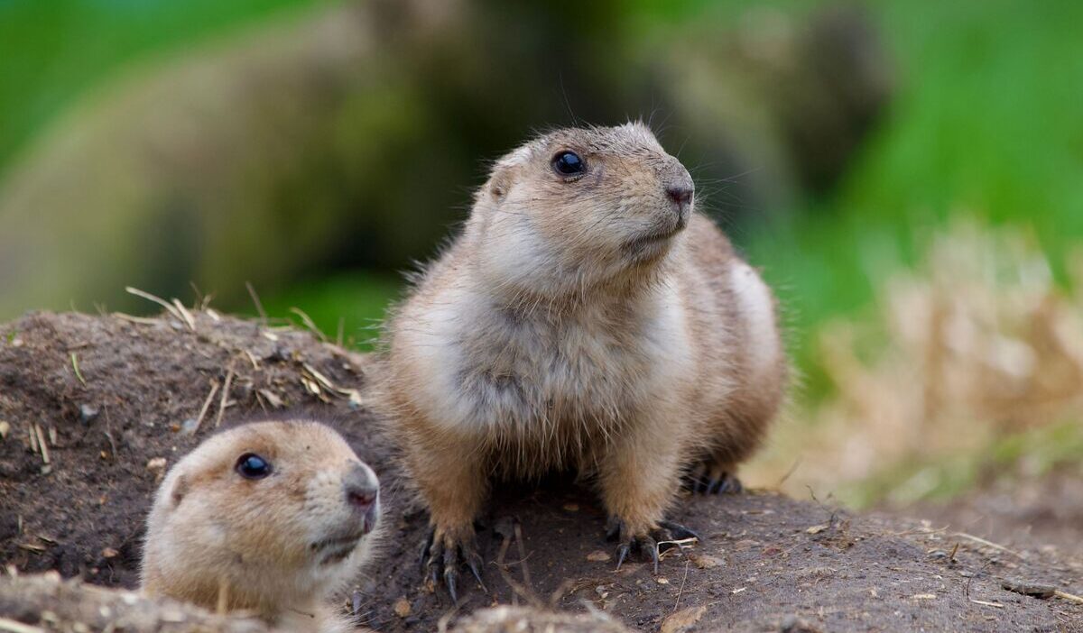 how-to-get-rid-of-groundhogs-in-your-yard