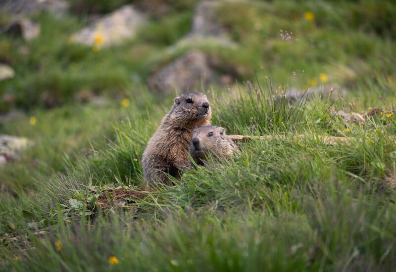 how-to-get-rid-of-groundhogs-under-house-fast
