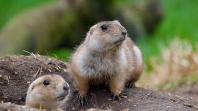 how-to-get-rid-of-groundhogs-in-your-yard