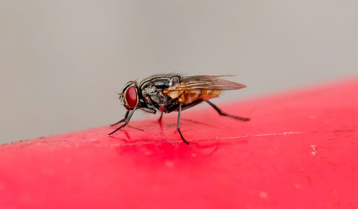 how-to-get-rid-of-house-flies