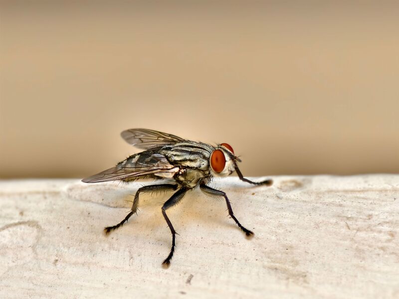 how-to-get-rid-of-house-flies