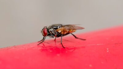 how-to-get-rid-of-house-flies