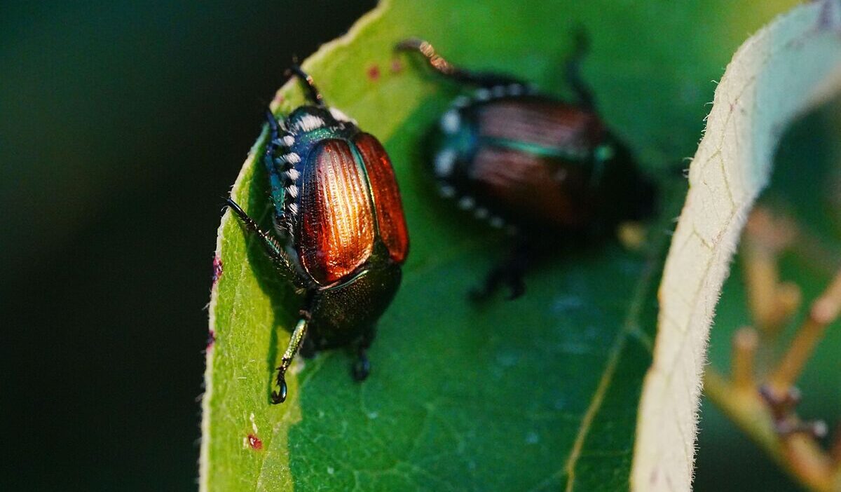 how-to-get-rid-of-japanese-beetles