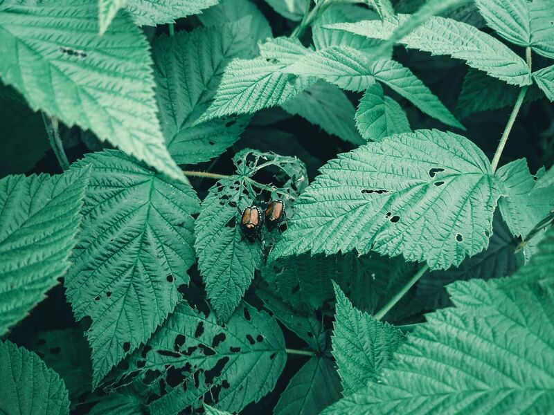 how-to-get-rid-of-japanese-beetles