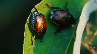 how-to-get-rid-of-japanese-beetles