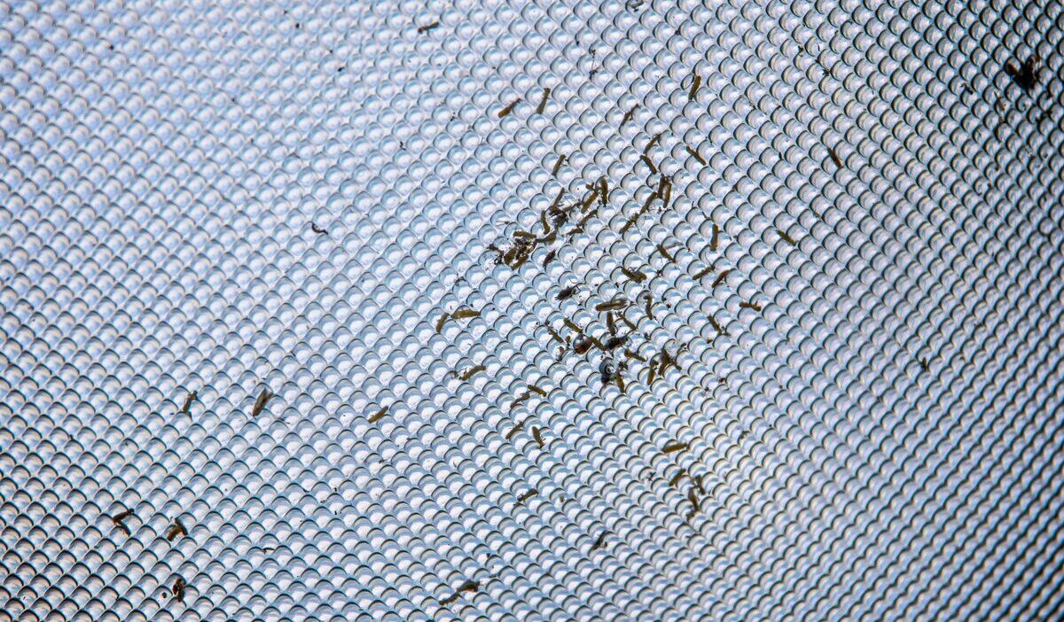 Will-a-maggot-infestation-go-away-