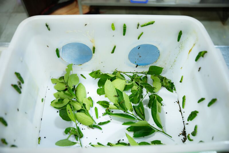 how-to-get-rid-of-maggots-in-trash-can