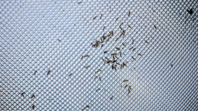 Will-a-maggot-infestation-go-away-