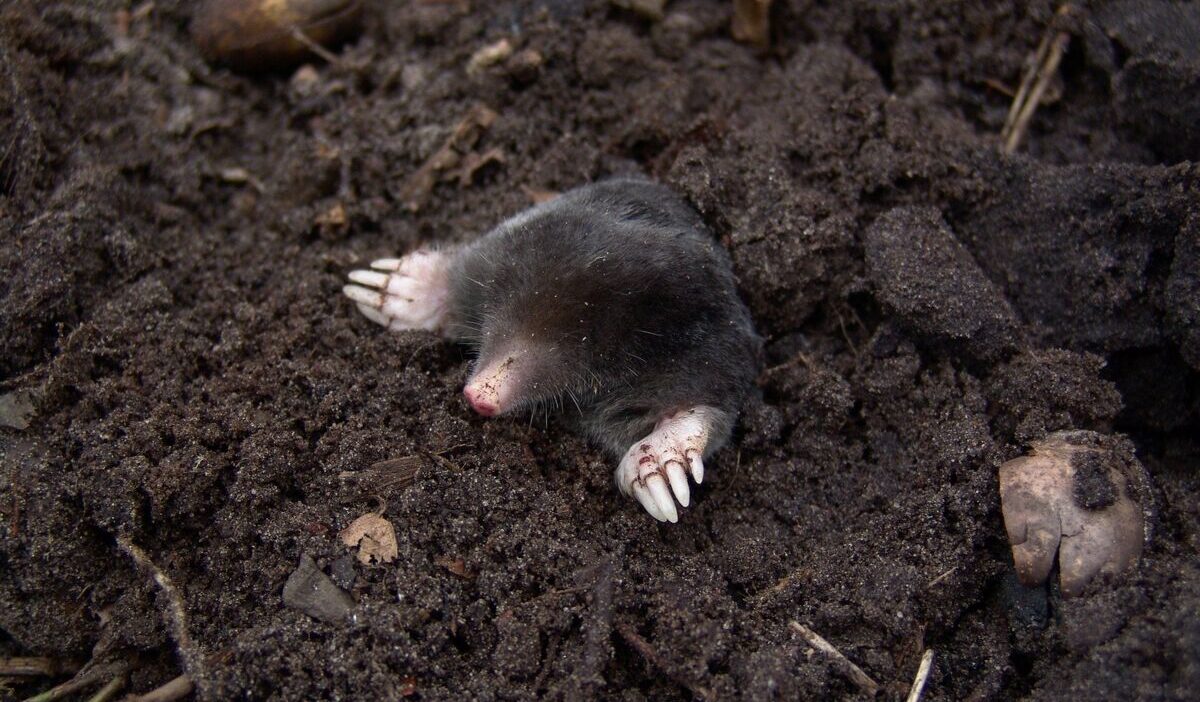 how-to-get-rid-of-moles-in-your-yard