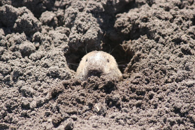how-to-get-rid-of-moles-in-your-yard