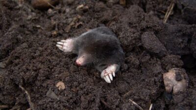 how-to-get-rid-of-moles-in-your-yard