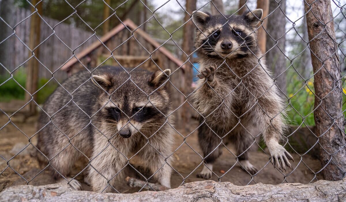 how-to-get-rid-of-raccoons