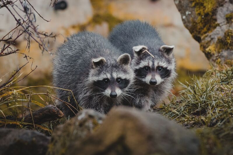 how-to-get-rid-of-raccoons
